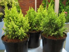 Juniperus pingii Loderi / Törpe himalájai boróka