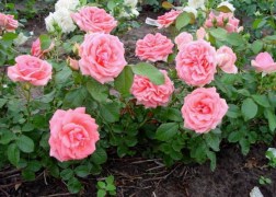 Magastörzsű rózsa / Kimonó