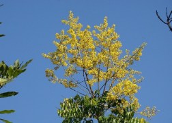 Koelreuteria paniculata Fastigiata / Oszlopos csörgőfa