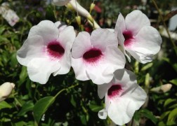 Pandorea jasminoides / Ausztrál kúszó jázmin